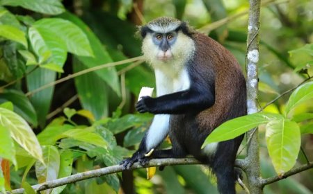 Exploring Animal Gardens and Exotic Wildlife in the Caribbean