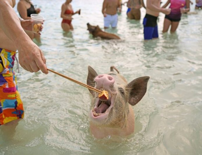Swimming with Pigs in the Bahamas: Family-Friendly Adventures