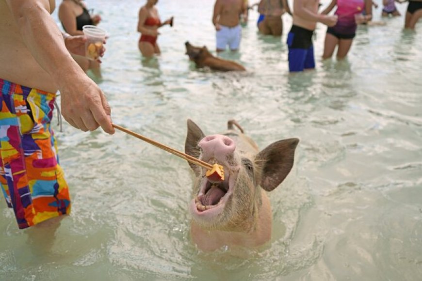 Swimming with Pigs in the Bahamas: Family-Friendly Adventures